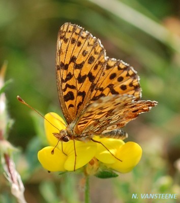 Boloria dia